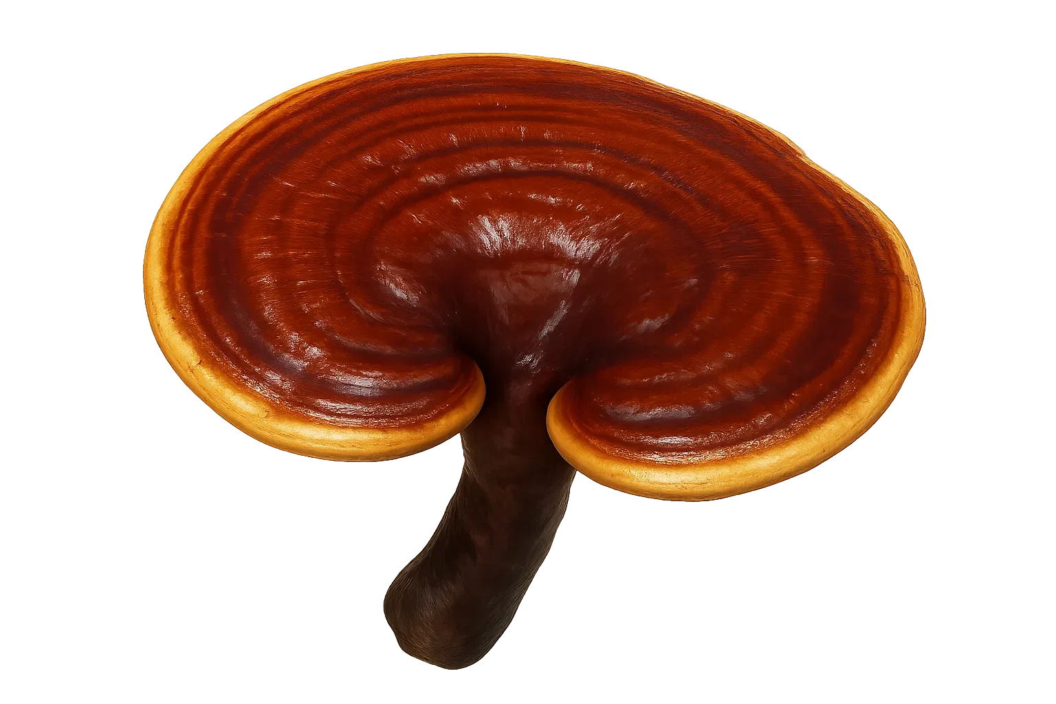 Reishi